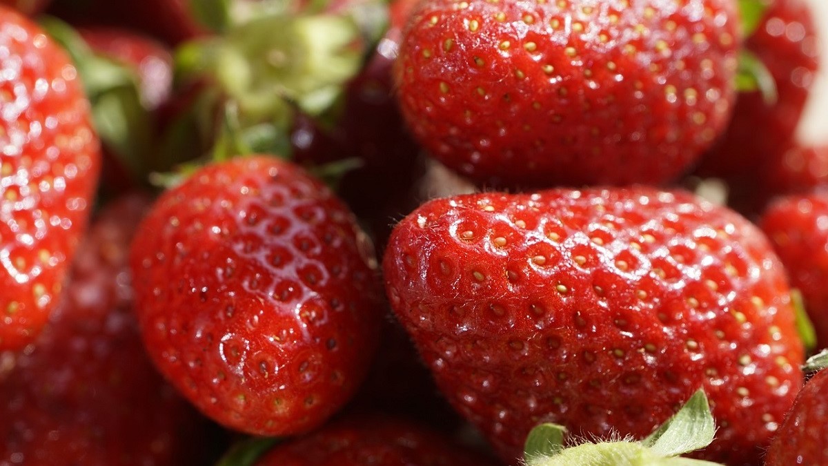 fresas|logo congreso frutos rojos